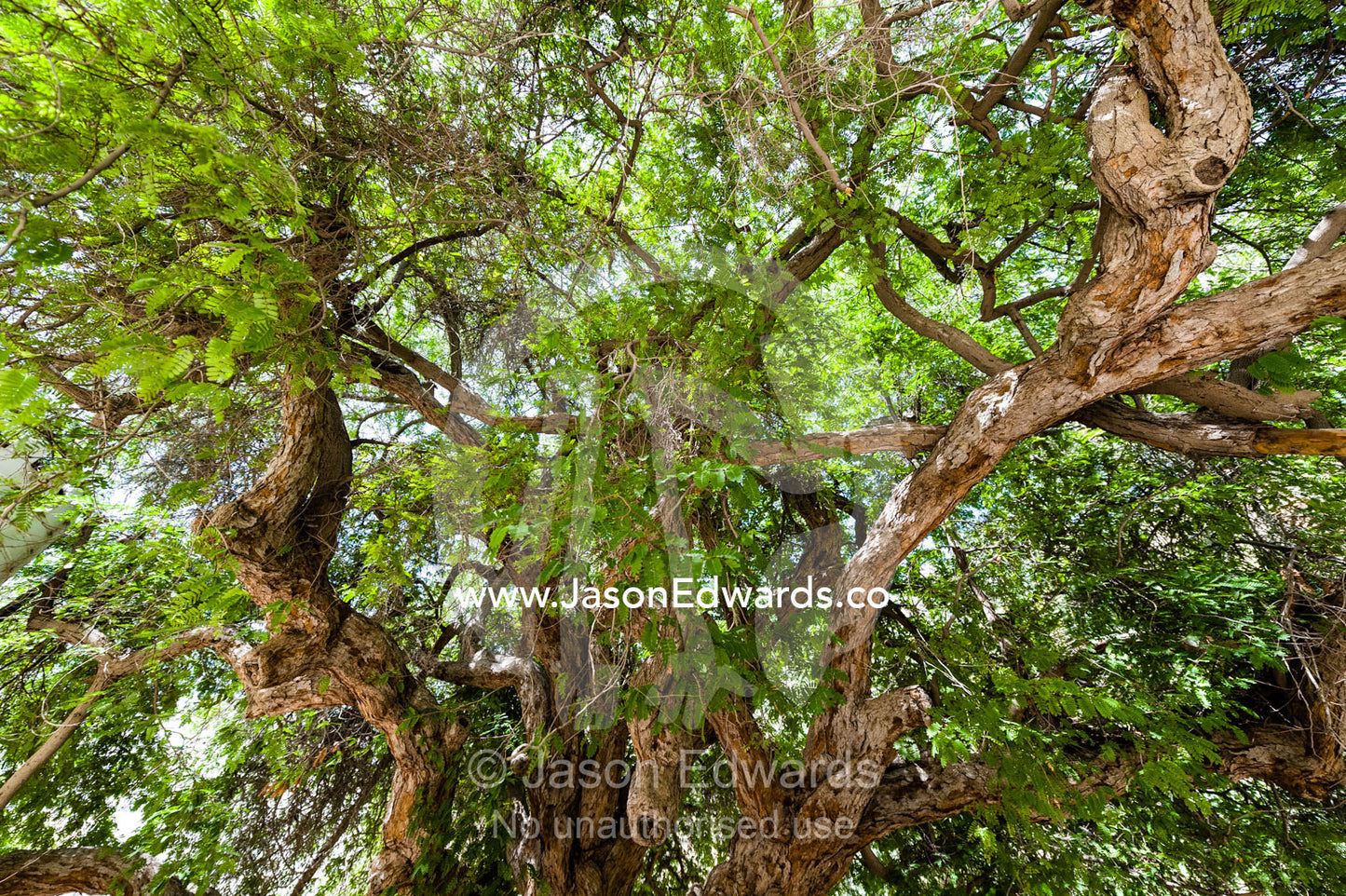 The sprawling canopy of a Ghaf Tree in the community square of a mountain village. Mibam, Wadi Tiwi, Sur Al Sharqiyah South Governorate, Sultanate of Oman.