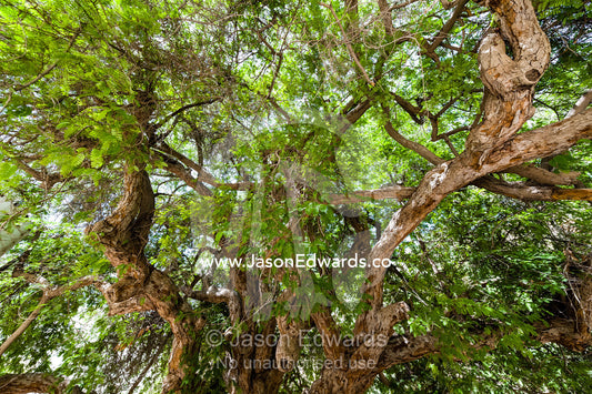 The sprawling canopy of a Ghaf Tree in the community square of a mountain village. Mibam, Wadi Tiwi, Sur Al Sharqiyah South Governorate, Sultanate of Oman.