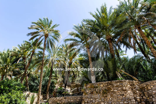 Palm trees sprout from wlled terrace gardens near the shores of a wadi. Wadi Bani Khalid, Sharqiyah Region, Sultanate of Oman.