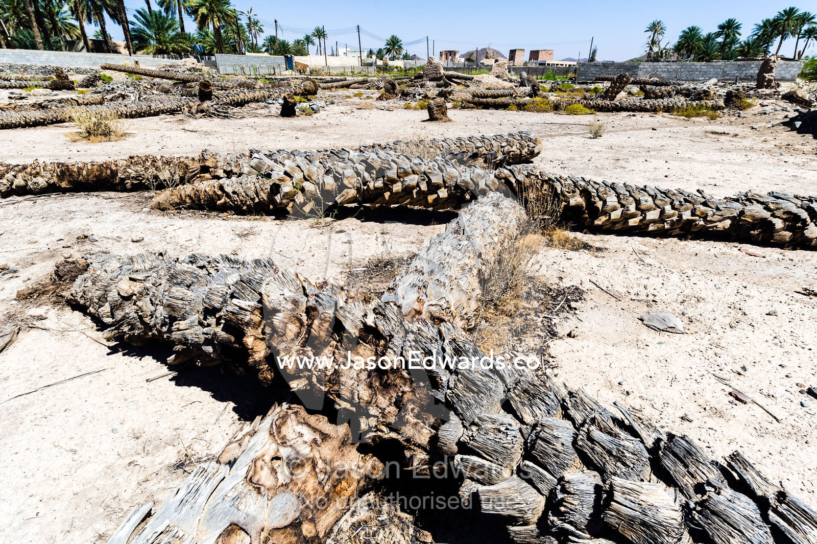 Dead date palms lying in an abandoned desert village after the water and well dried up. Ibra, Ash Sharqiyah Region, Sultanate of Oman.