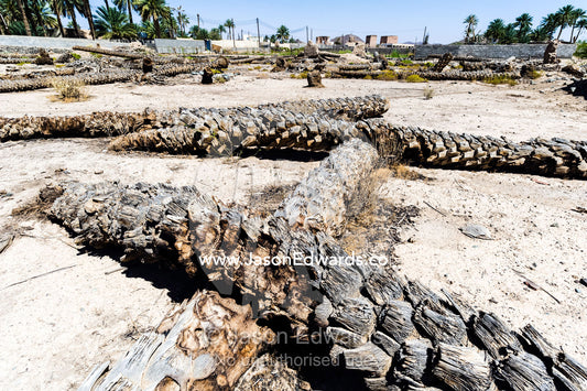 Dead date palms lying in an abandoned desert village after the water and well dried up. Ibra, Ash Sharqiyah Region, Sultanate of Oman.