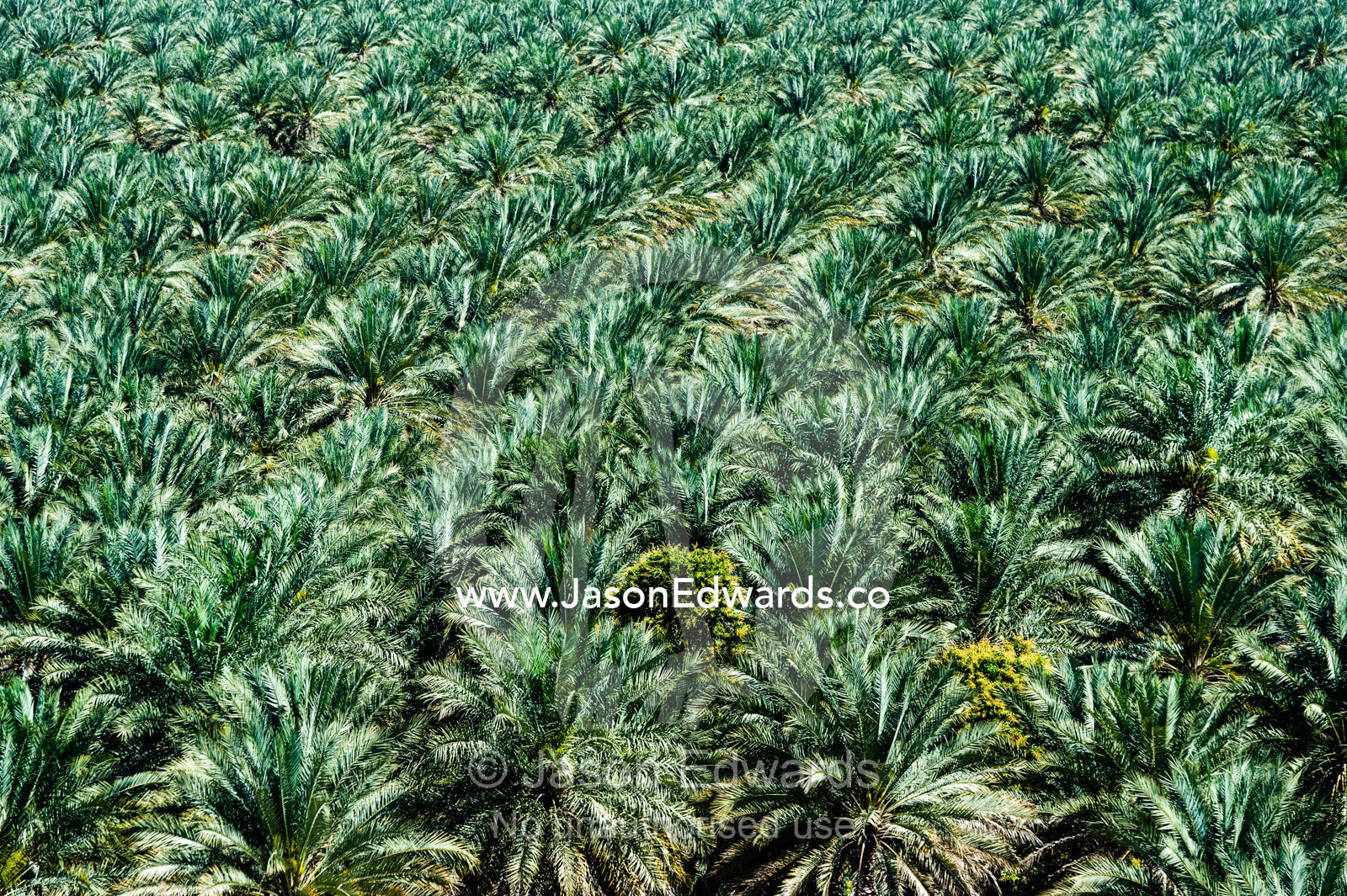 The canopy of an irrigated plantation of date palms in a desert valley. Barkat Al Mouz, Sultanate of Oman.
