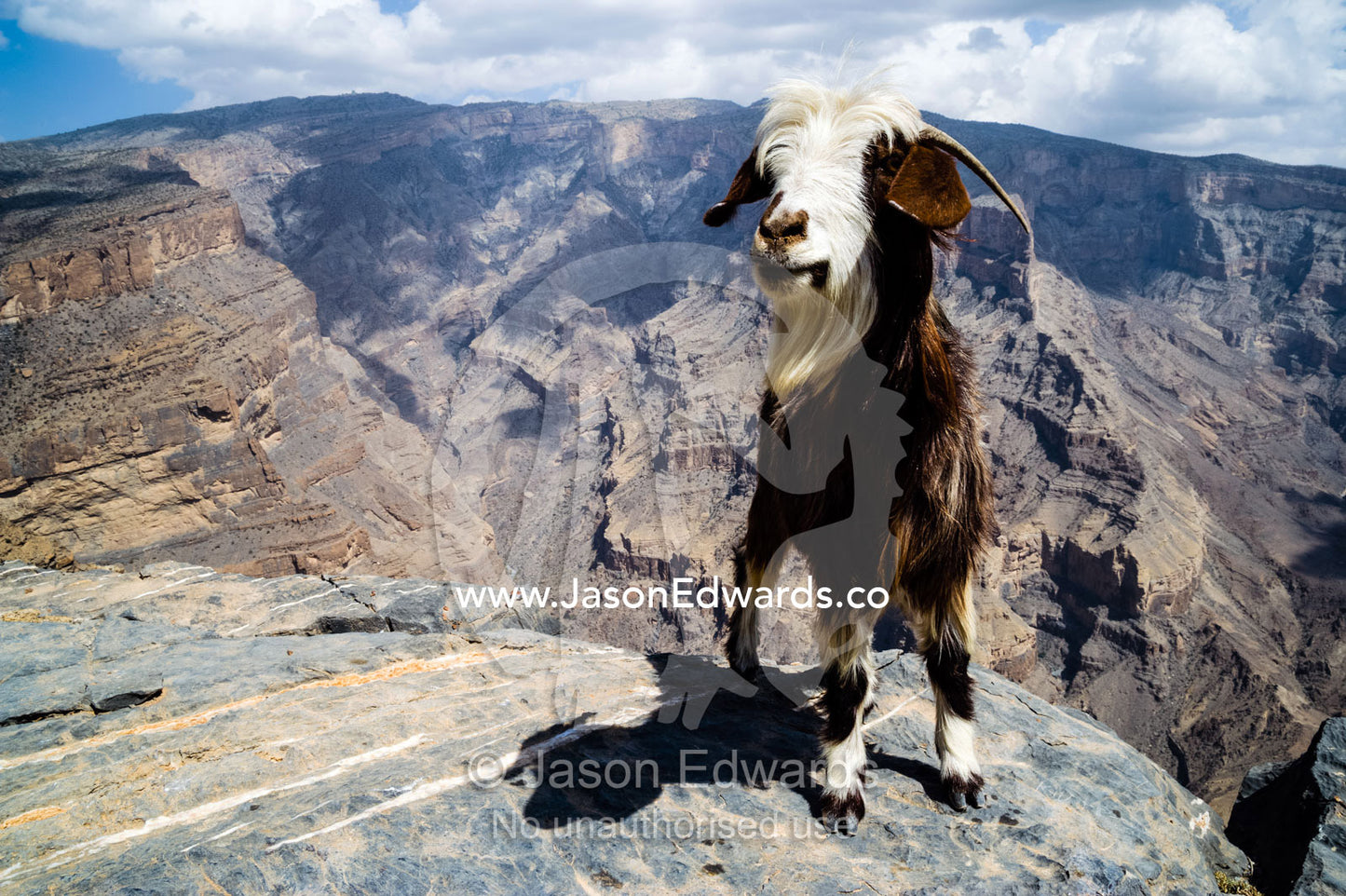 A goat stands beside sheer cliff walls and terraces carved by erosion in a massive desert canyon. Wadi Ghul, Jebel Shams, Al Hajar Mountains, Sultanate of Oman.