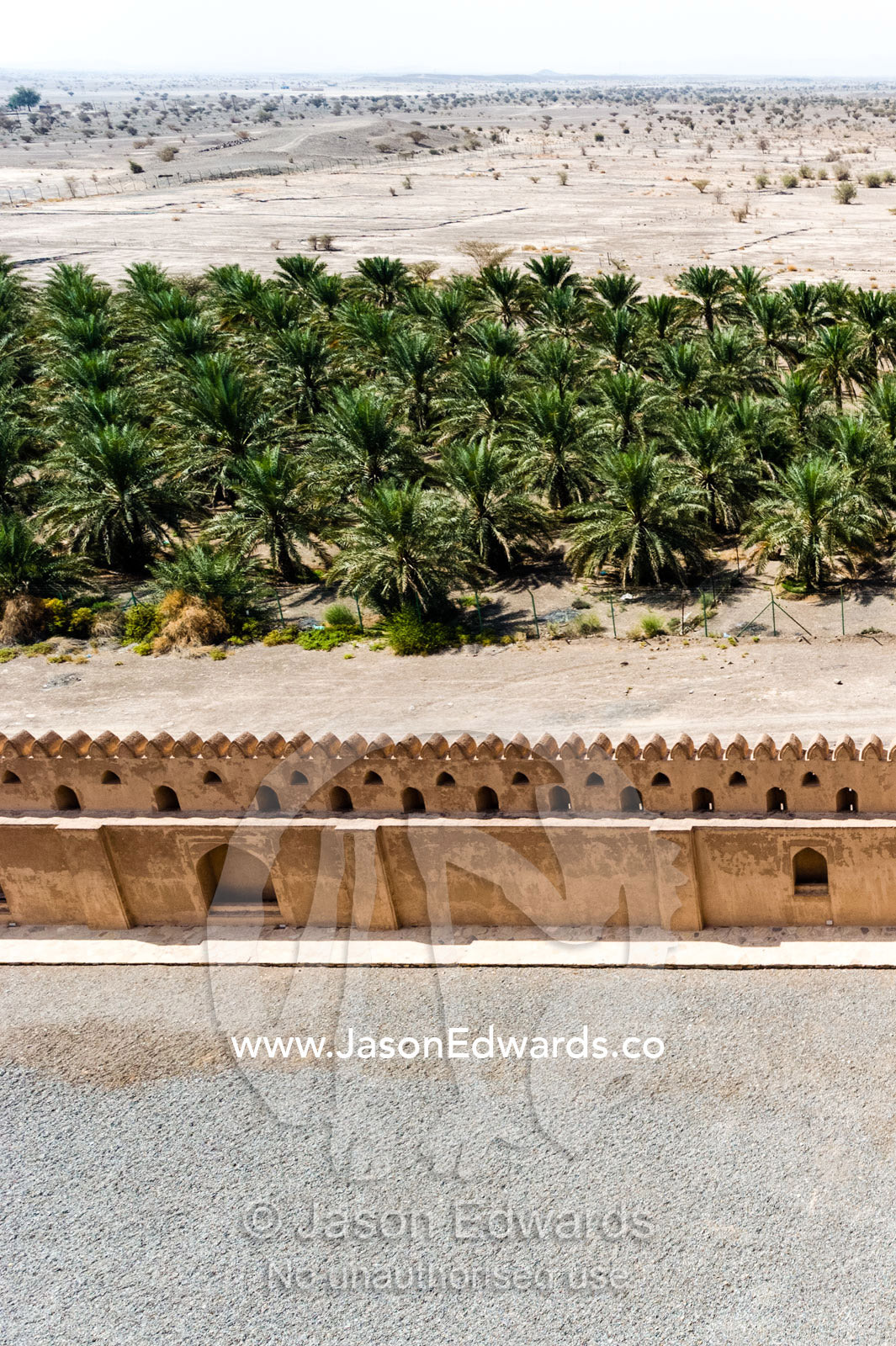 An irrigated plantation of date palms surrounding the fortified wall of Jabrin Fort. Jabrin Fort, Ad Dakhiliyah Governorate, Sultanate of Oman.