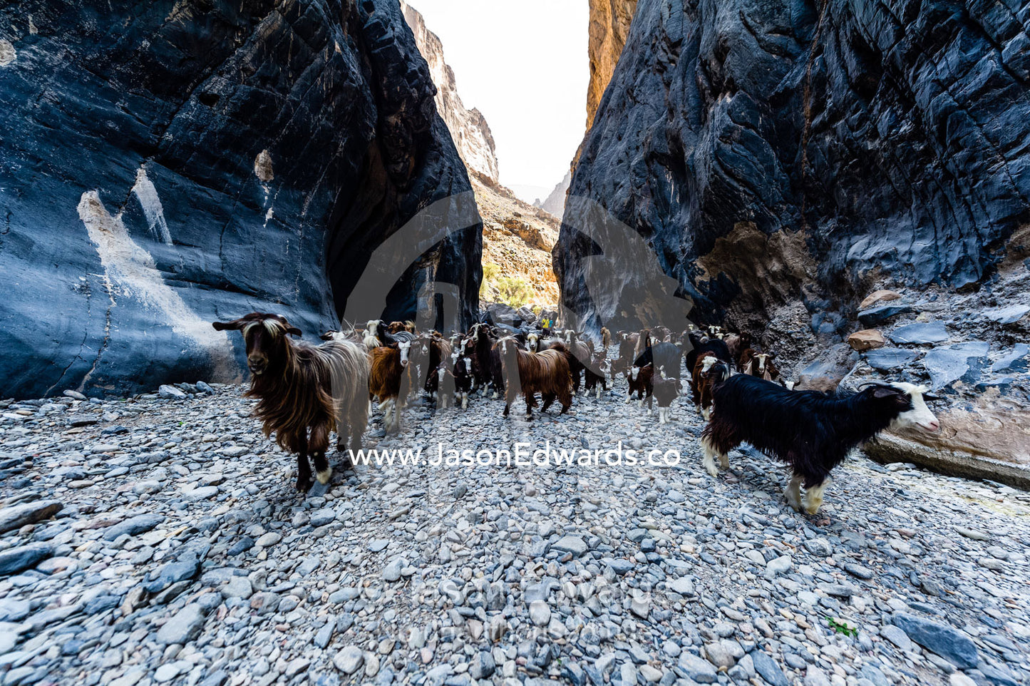 A herd of domestic goats come to drink in a waterhole in a desert gorge. Wadi Bani Awf, Snake Gorge, Western Hajar Mountains, Ad Dakhiliyah Region, Sultanate of Oman.