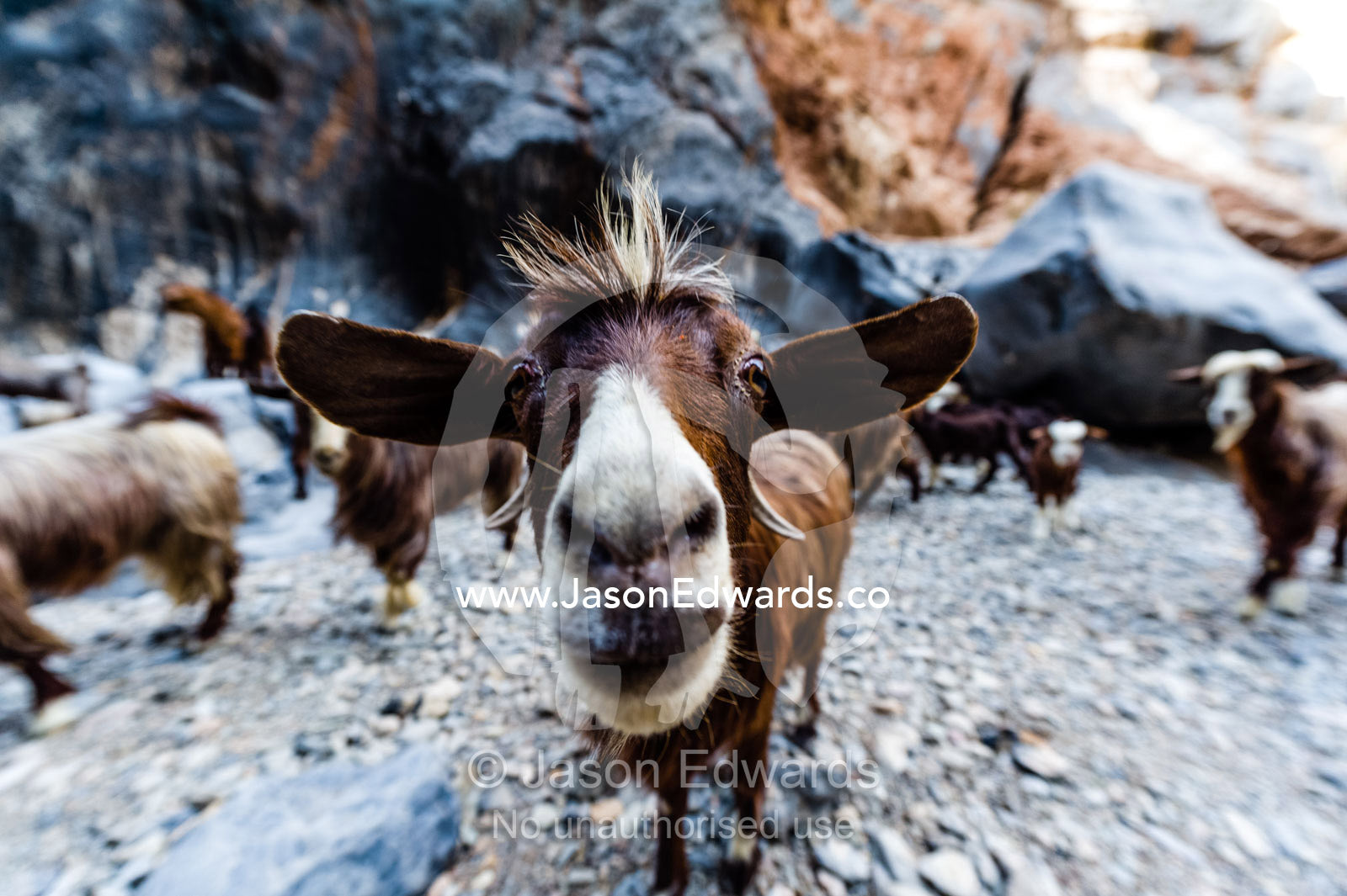 A herd of domestic goats come to drink in a waterhole in a desert gorge. Wadi Bani Awf, Snake Gorge, Western Hajar Mountains, Ad Dakhiliyah Region, Sultanate of Oman.