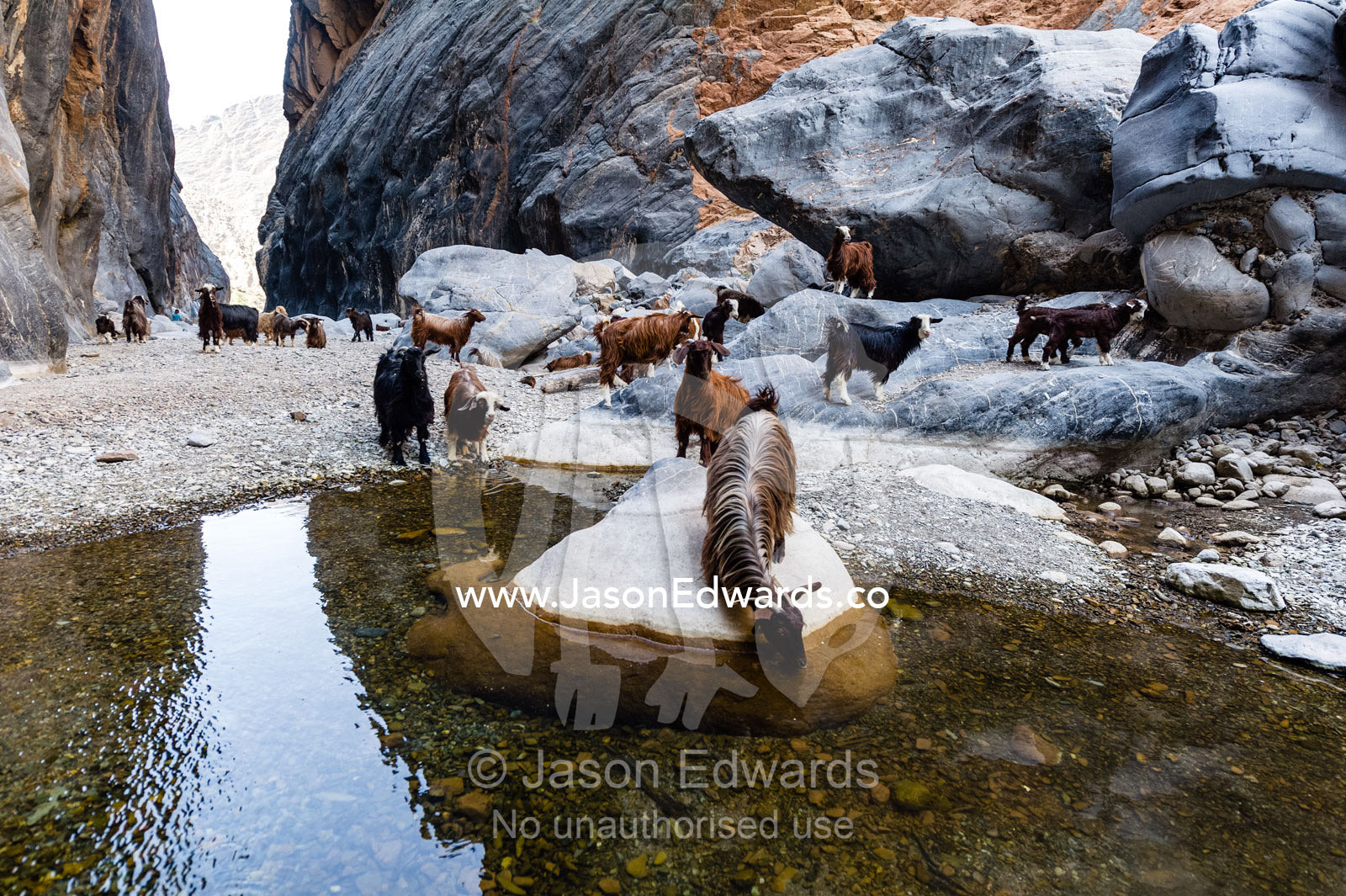 A herd of domestic goats come to drink in a waterhole in a desert gorge. Wadi Bani Awf, Snake Gorge, Western Hajar Mountains, Ad Dakhiliyah Region, Sultanate of Oman.
