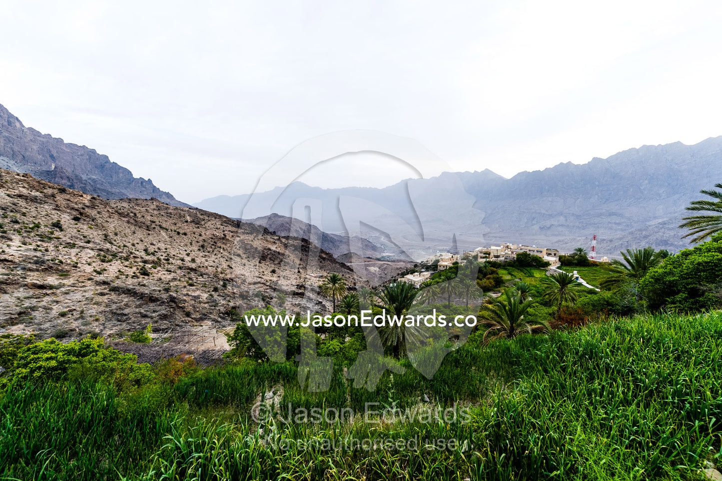 A crop of onions growing in an irrigated terraced agriculture crop in a mountain desert village. middle east, middle eastern,