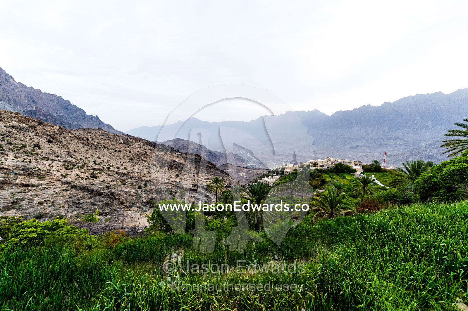 A crop of onions growing in an irrigated terraced agriculture crop in a mountain desert village. middle east, middle eastern,