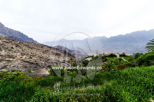 A crop of onions growing in an irrigated terraced agriculture crop in a mountain desert village. middle east, middle eastern,