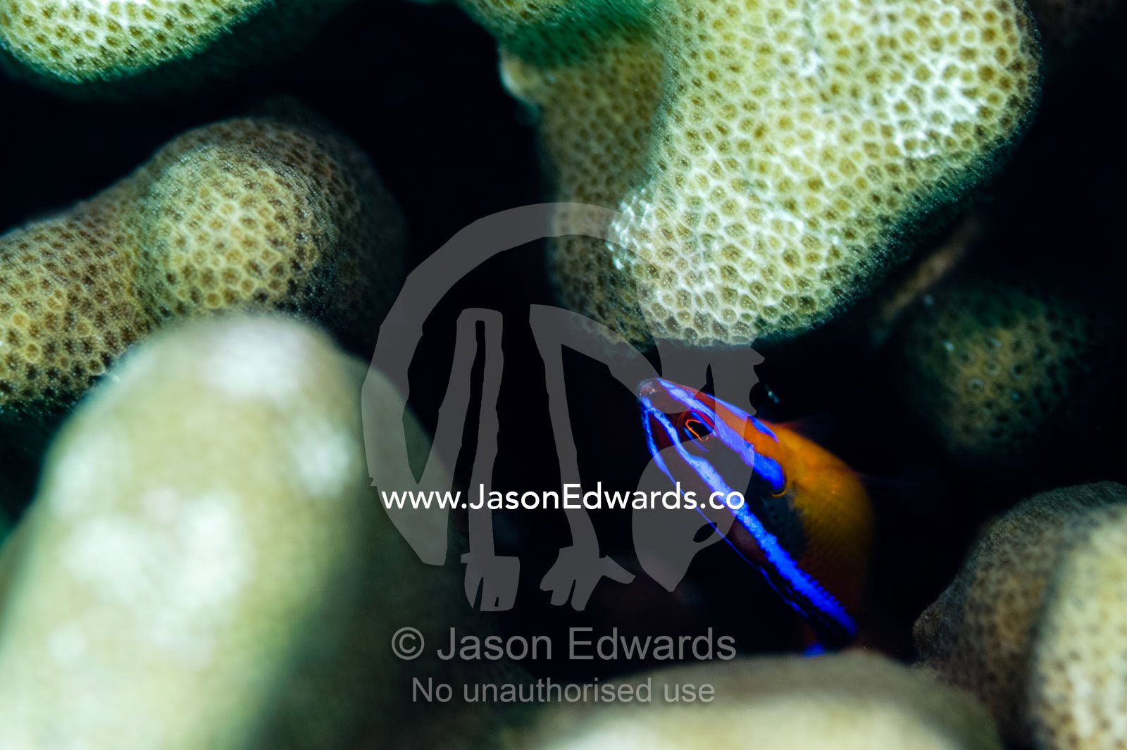 Hard Coral protects an Arabian Bluestriped Dottyback from larger predators. Daymaniyat Islands Nature Reserve, Wilayat AlSeeb, Barka, Sultanate of Oman.