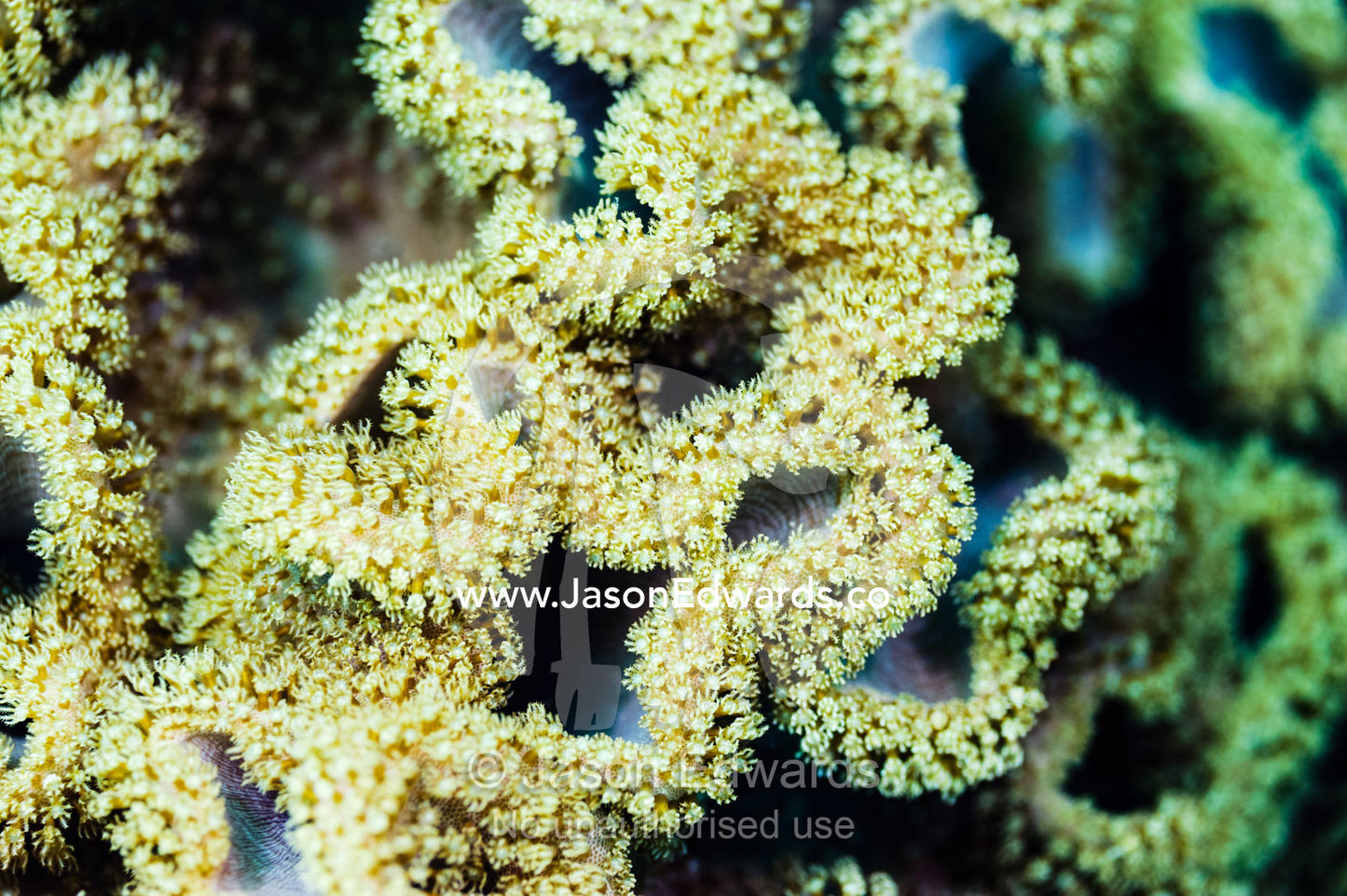 Twisting folds of Coral expand its polyps to feed in the Gulf of Oman Daymaniyat Islands Nature Reserve, Wilayat AlSeeb, Barka, Sultanate of Oman.