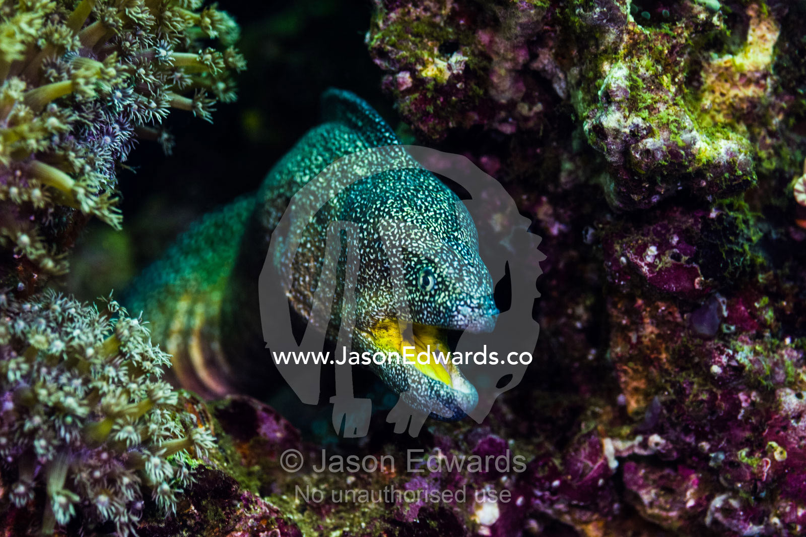 A Yellowmouth Morey Eel lays in wait for prey between hard corals. Daymaniyat Islands Nature Reserve, Wilayat AlSeeb, Barka, Sultanate of Oman.