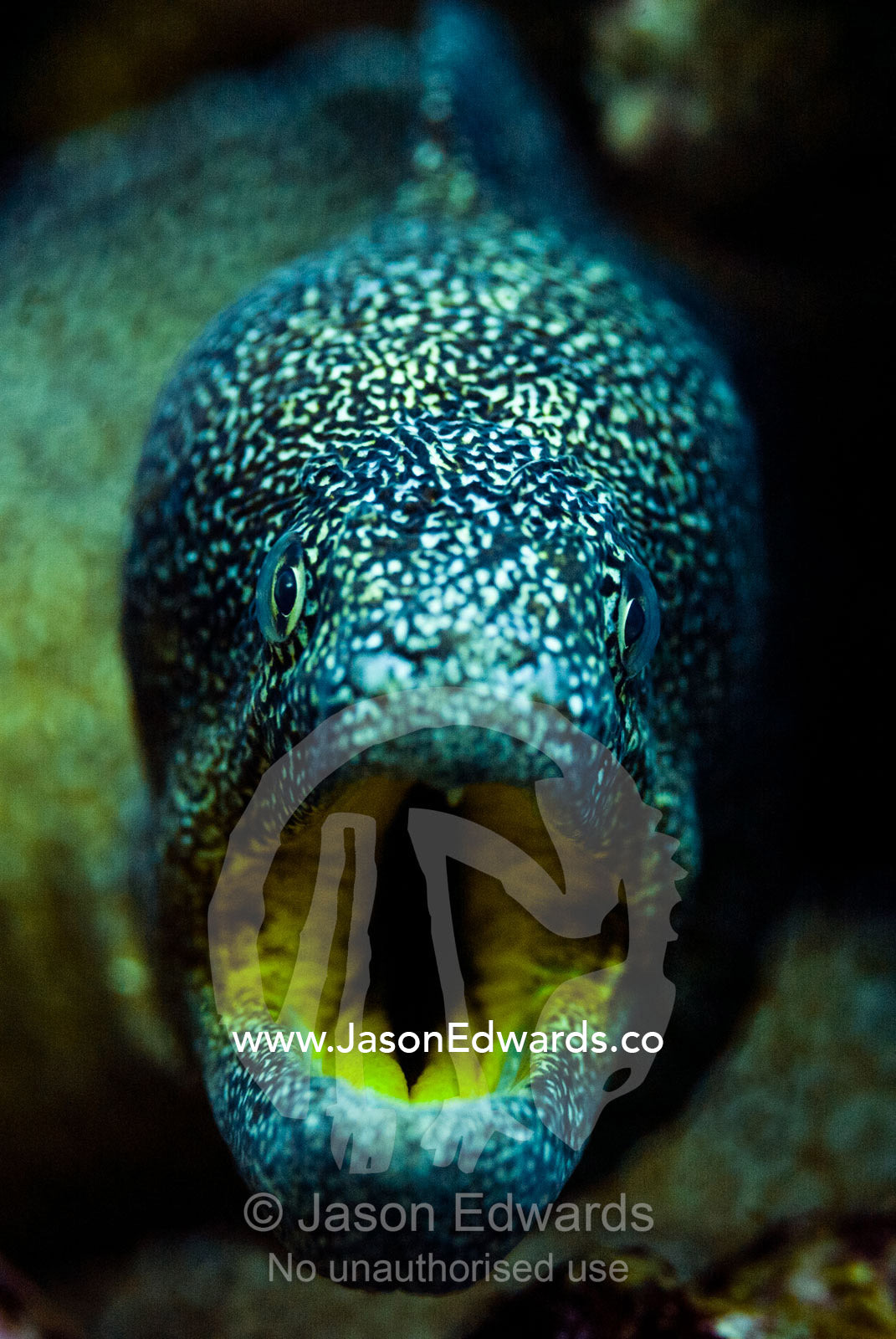 A Yellowmouth Morey Eel lays in wait for prey between hard corals. Daymaniyat Islands Nature Reserve, Wilayat AlSeeb, Barka, Sultanate of Oman.