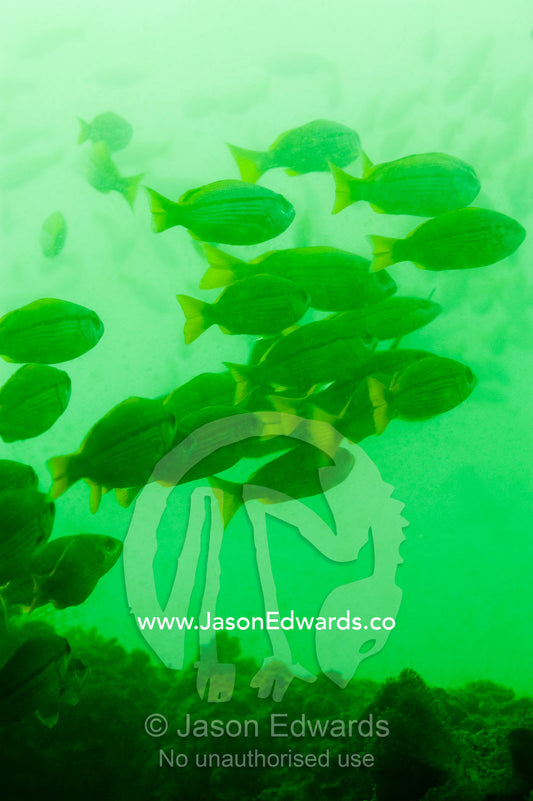 Fish schooling in the green nutrient rich waters if the Gulf of Oman. Daymaniyat Islands Nature Reserve, Wilayat AlSeeb, Barka, Sultanate of Oman.