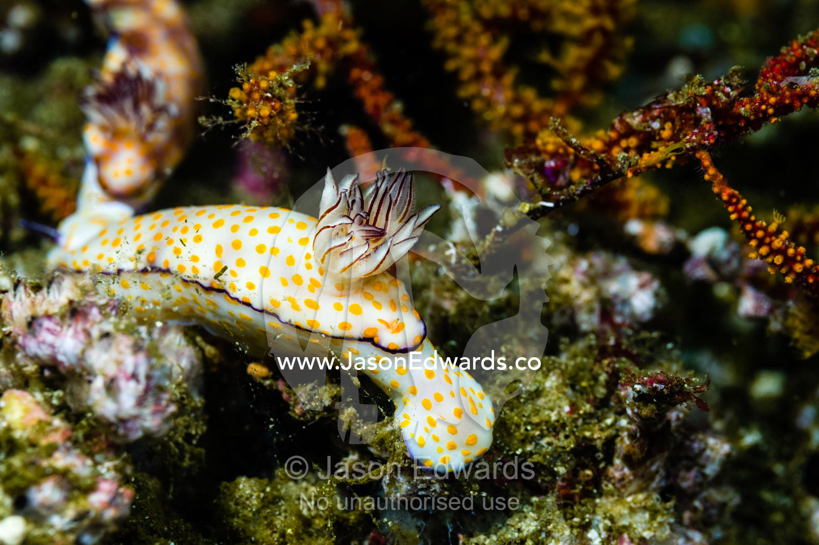 A Risbecia pulchella makes its way across the coral reef in search of food. Daymaniyat Islands Nature Reserve, Wilayat AlSeeb, Barka, Sultanate of Oman.