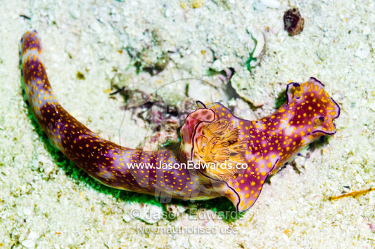 The feather like mantle and bright colors of a Ceratosoma trilobatum nudibranch. Daymaniyat Islands Nature Reserve, Wilayat AlSeeb, Barka, Sultanate of Oman.