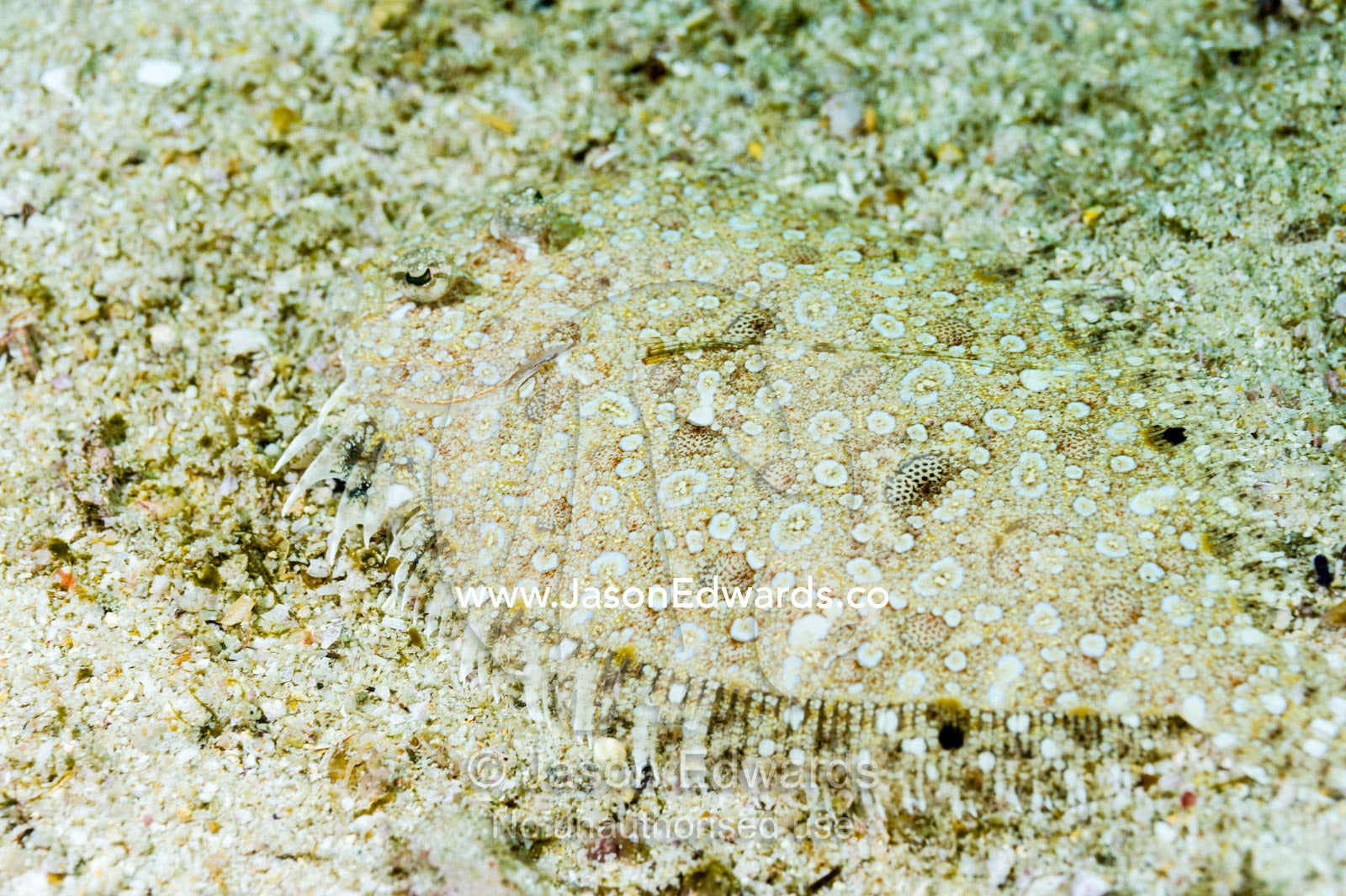 Camouflage is the primary defence and weapon of the Stanaland's Sole. Daymaniyat Islands Nature Reserve, Wilayat AlSeeb, Barka, Sultanate of Oman.