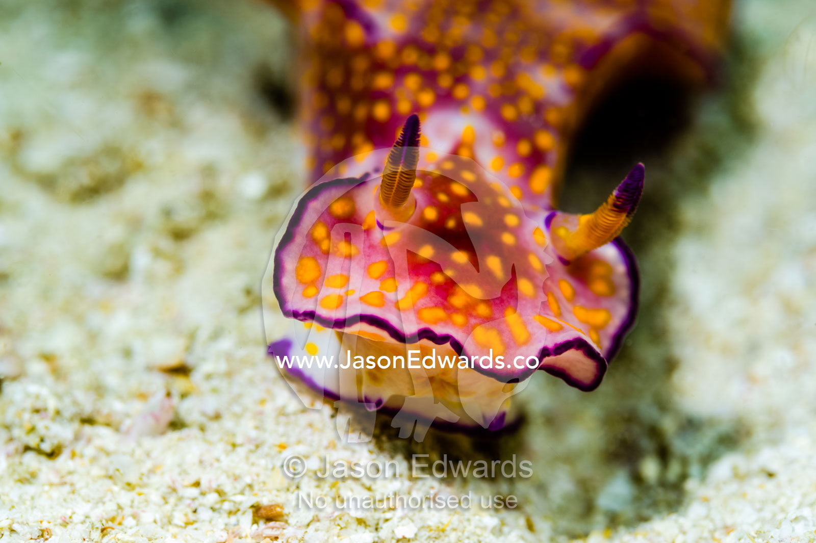 The wrinkled and purple edged mantle of the Ceratosoma trilobatum nudibranch. Daymaniyat Islands Nature Reserve, Wilayat AlSeeb, Barka, Sultanate of Oman.