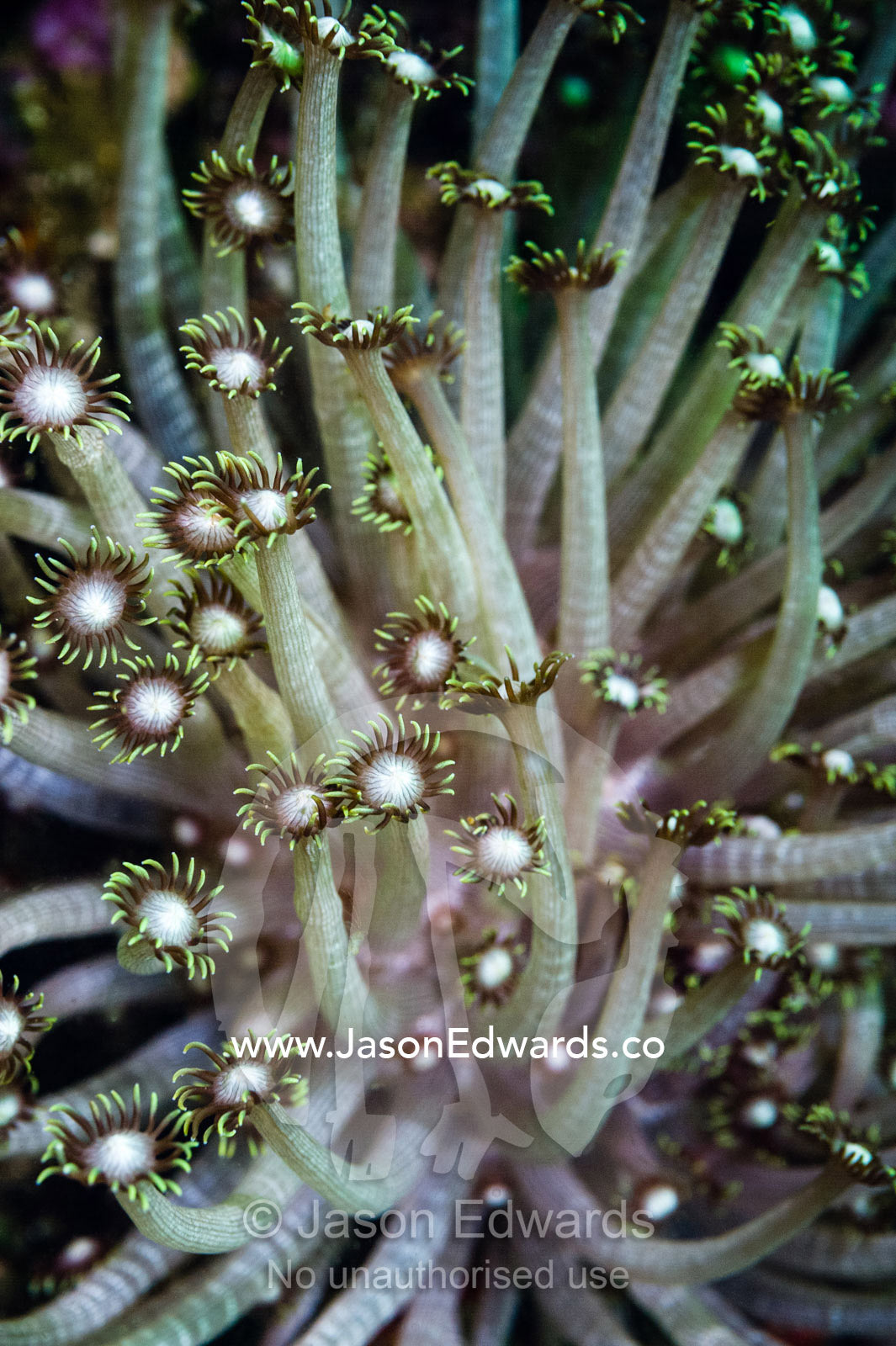 Daisy Coral tentacles wave in the ocean current of the Gulf of Oman. Daymaniyat Islands Nature Reserve, Wilayat AlSeeb, Barka, Sultanate of Oman.
