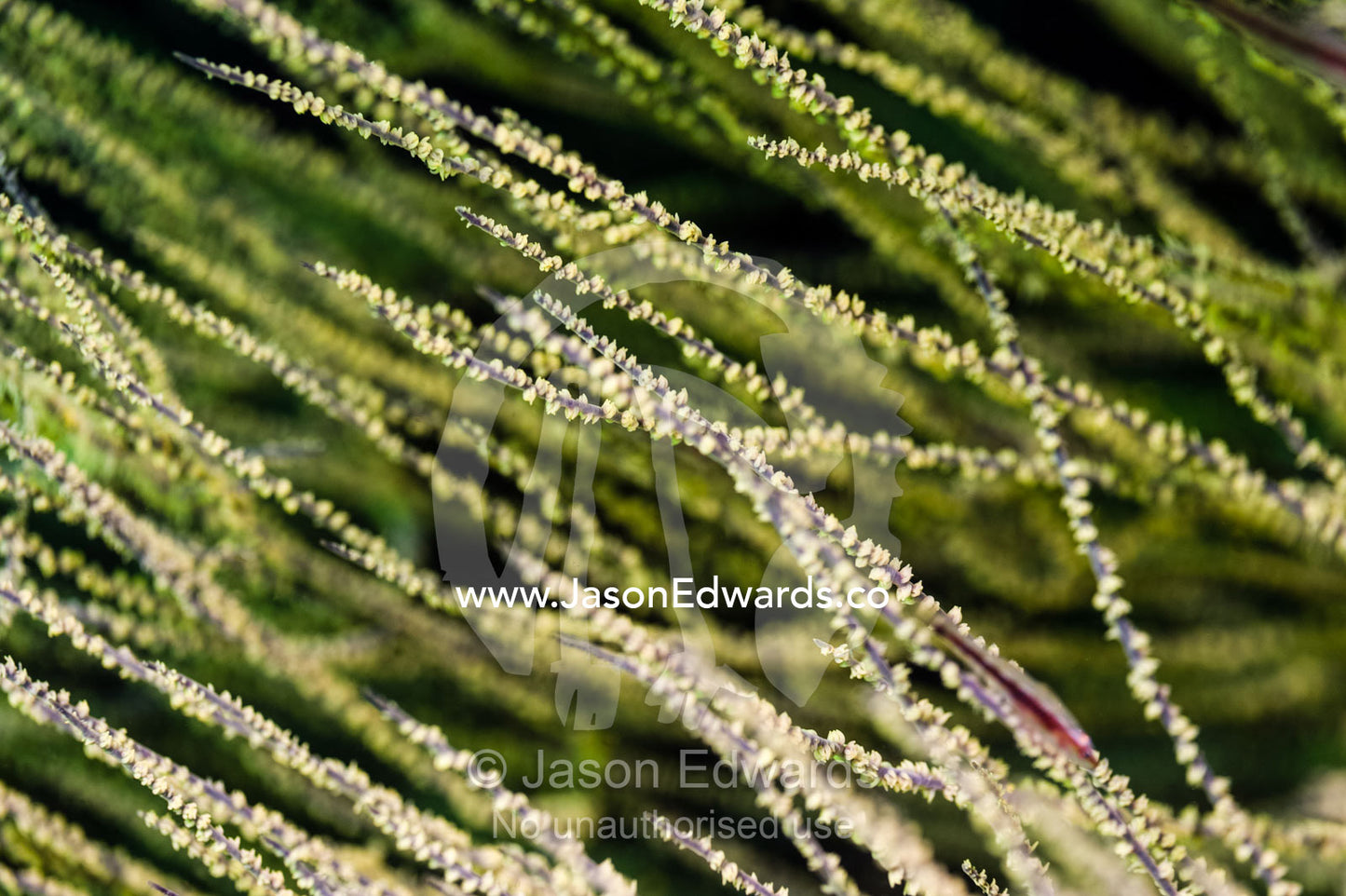 Whip coral tendrils delicately reach out, feeding on nutrient rich waters in the Gulf of Oman. Daymaniyat Islands Nature Reserve, Wilayat AlSeeb, Barka, Sultanate of Oman.