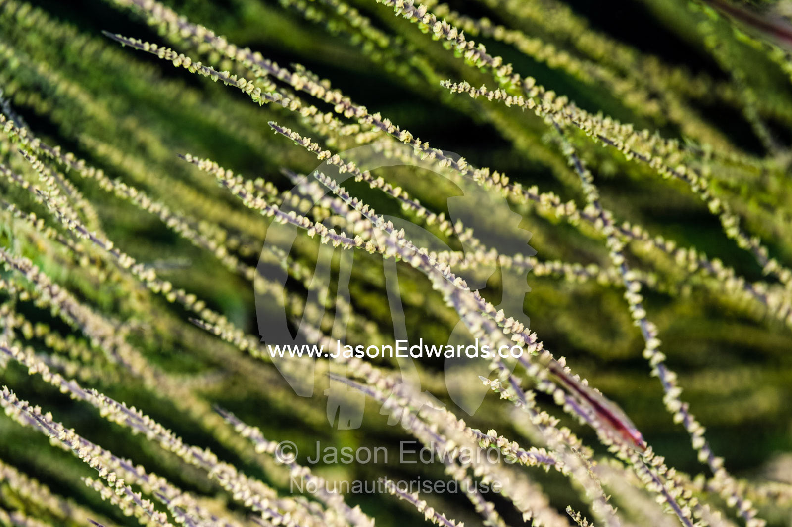 Whip coral tendrils delicately reach out, feeding on nutrient rich waters in the Gulf of Oman. Daymaniyat Islands Nature Reserve, Wilayat AlSeeb, Barka, Sultanate of Oman.