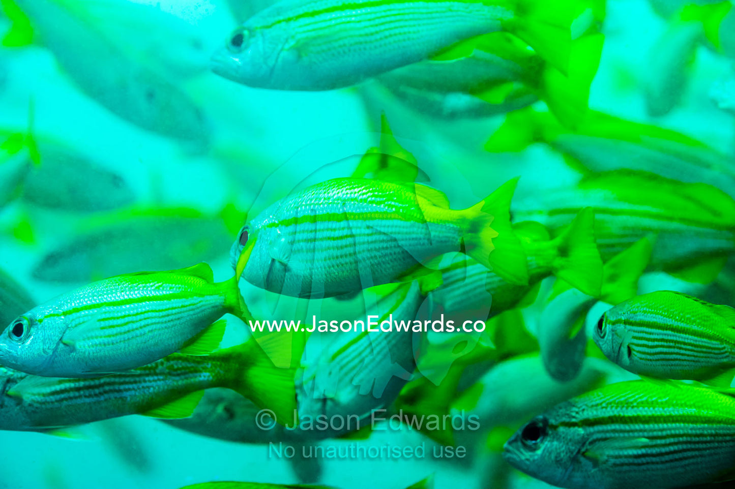 Bigeye Snapper school of the coast of Muscat in the Gulf of Oman. Daymaniyat Islands Nature Reserve, Wilayat AlSeeb, Barka, Sultanate of Oman.