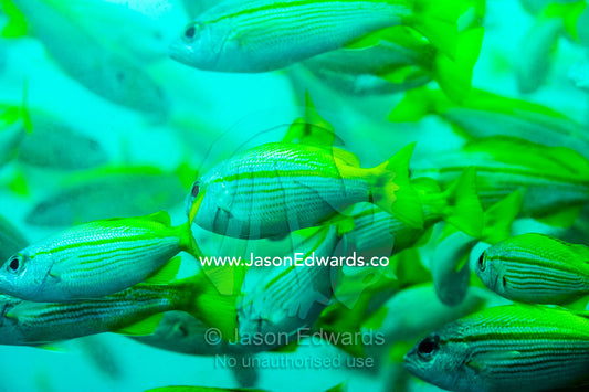 Bigeye Snapper school of the coast of Muscat in the Gulf of Oman. Daymaniyat Islands Nature Reserve, Wilayat AlSeeb, Barka, Sultanate of Oman.
