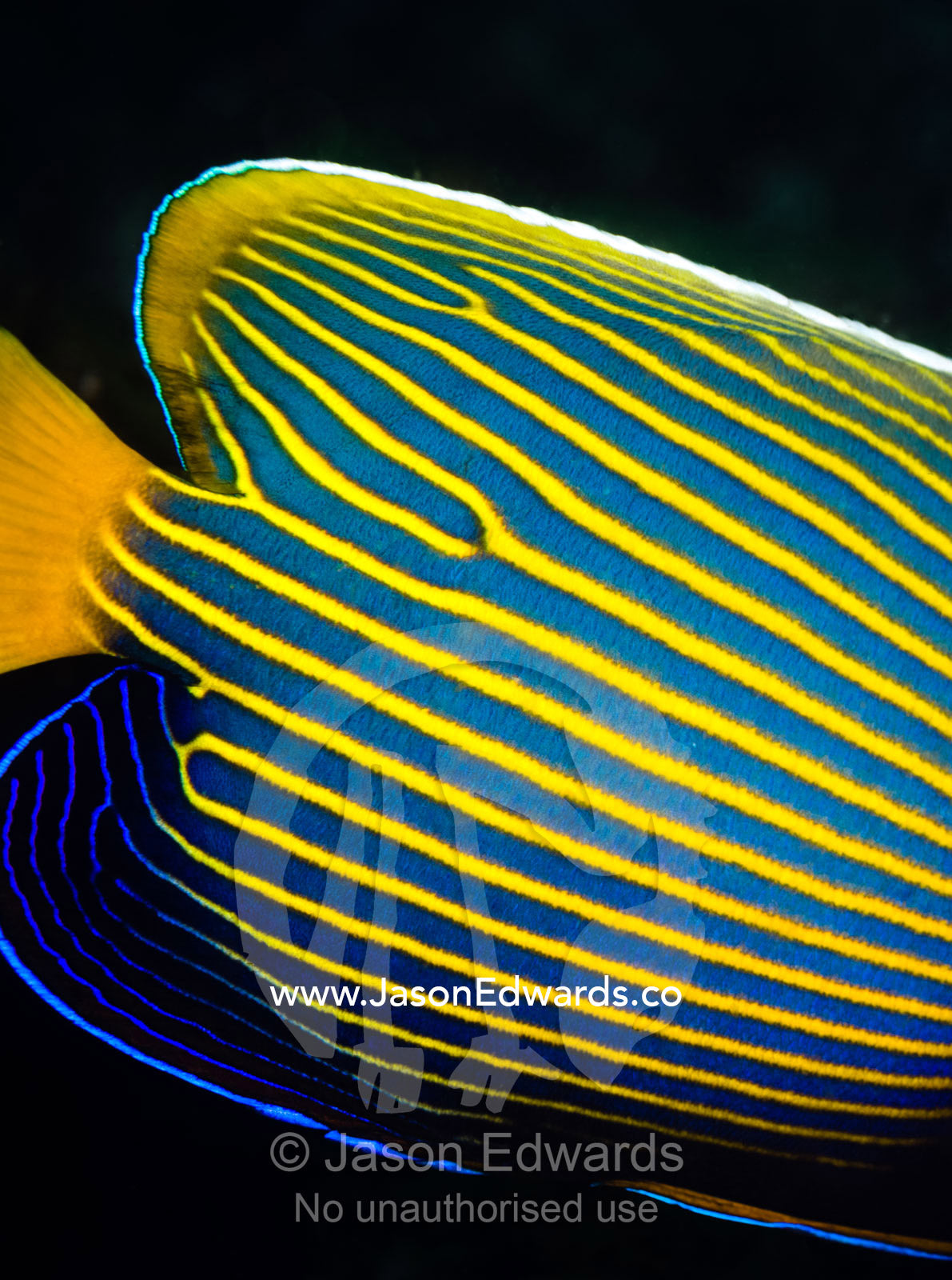 The bright yellow and blue stripes of an Emperor Angelfish. Daymaniyat Islands Nature Reserve, Wilayat AlSeeb, Barka, Sultanate of Oman.