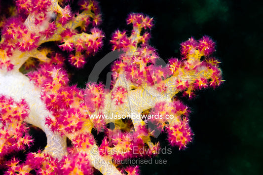The soft and delicate tentacles of pink and yellow Teddy Bear Coral. Daymaniyat Islands Nature Reserve, Wilayat AlSeeb, Barka, Sultanate of Oman.