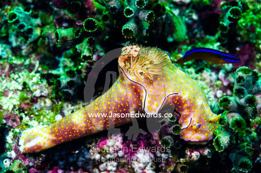 The feather like mantle and tail of a bright and colorful Ceratosoma trilobatum nudibranch. Daymaniyat Islands Nature Reserve, Wilayat AlSeeb, Barka, Sultanate of Oman.