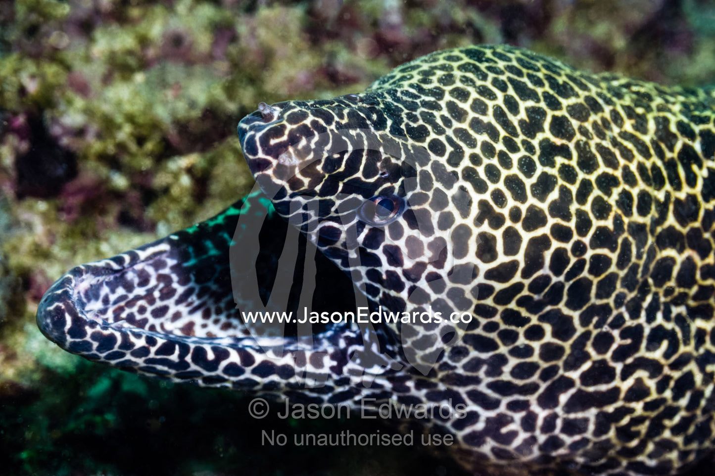 A Honeycomb Morey Eel lays in wait for prey between hard corals. Daymaniyat Islands Nature Reserve, Wilayat AlSeeb, Barka, Sultanate of Oman.