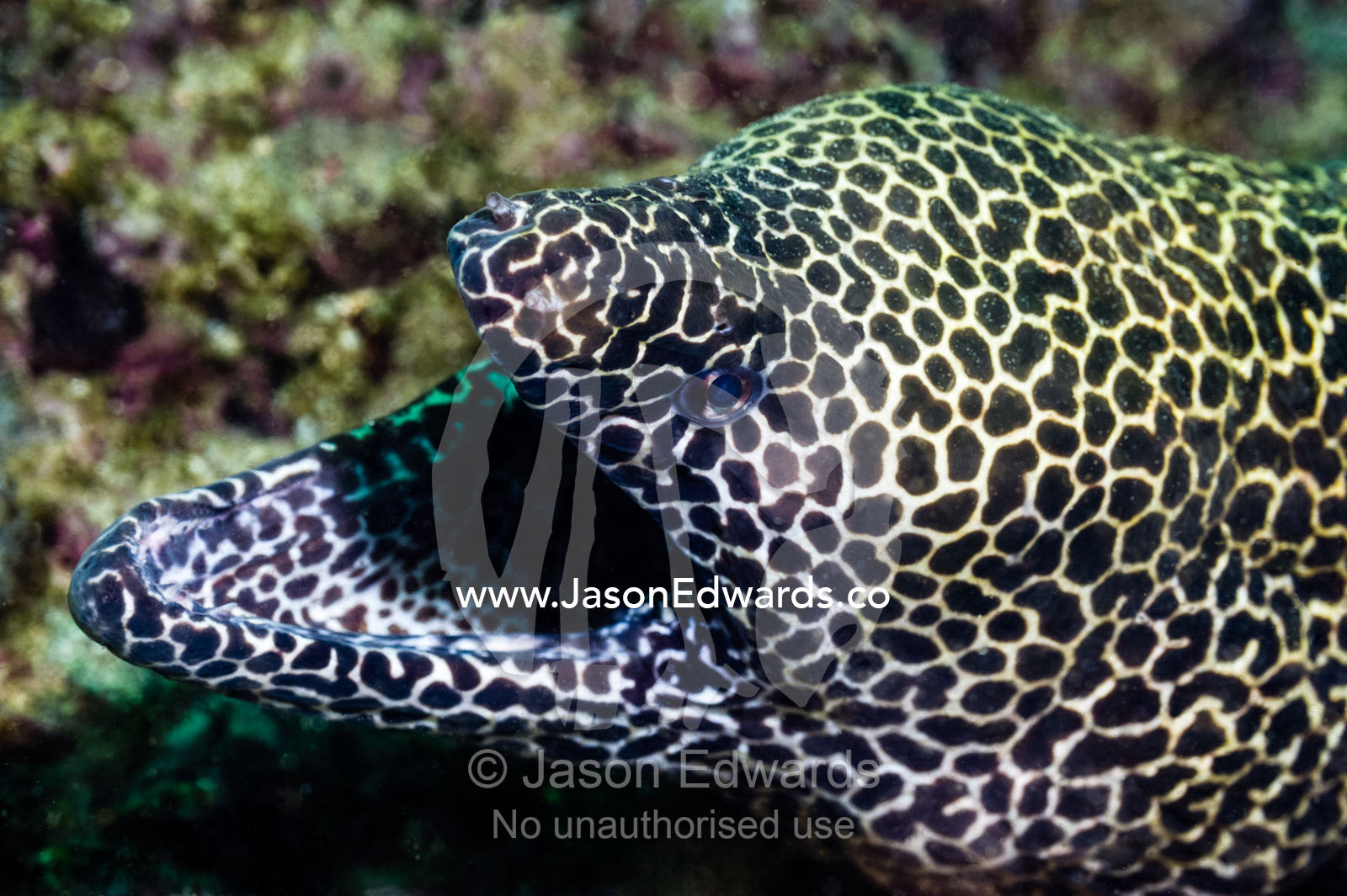A Honeycomb Morey Eel lays in wait for prey between hard corals. Daymaniyat Islands Nature Reserve, Wilayat AlSeeb, Barka, Sultanate of Oman.