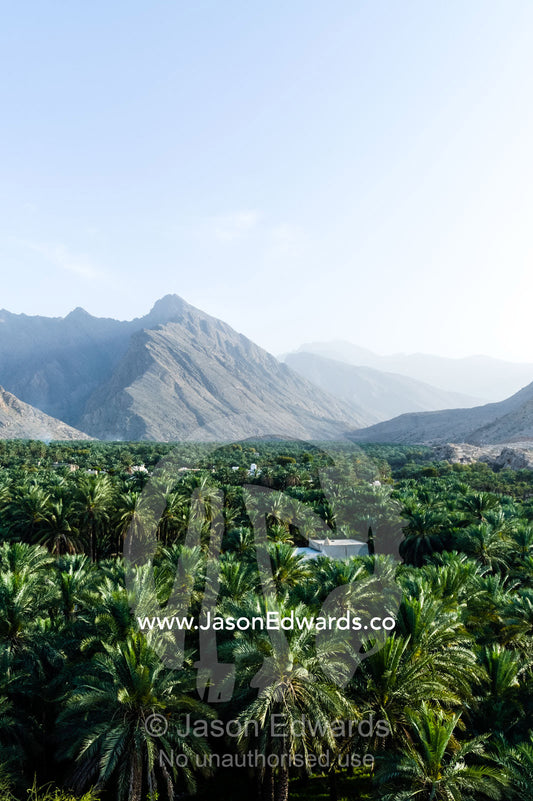 A date palm tree grove fills a desert valley floor beneath jagged mountain peaks. Wilayt Nakhal, Mount Nakhal, Al Batinah South Governorate, Sultanate of Oman.
