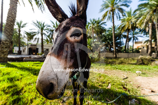 A domesticated donkey rests beneath palm trees in a small village. Al Thowarah Hot Springs, Sultanate of Oman.