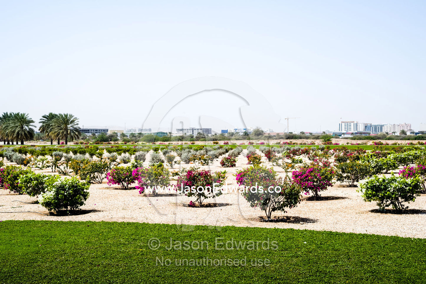 Flowering manicured gardens surround the Grand Mosque in Oman. Sultan Qaboos Grand Mosque, Muscat, Sultanate of Oman.