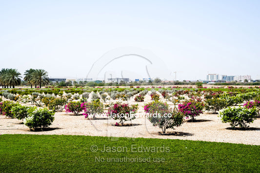 Flowering manicured gardens surround the Grand Mosque in Oman. Sultan Qaboos Grand Mosque, Muscat, Sultanate of Oman.