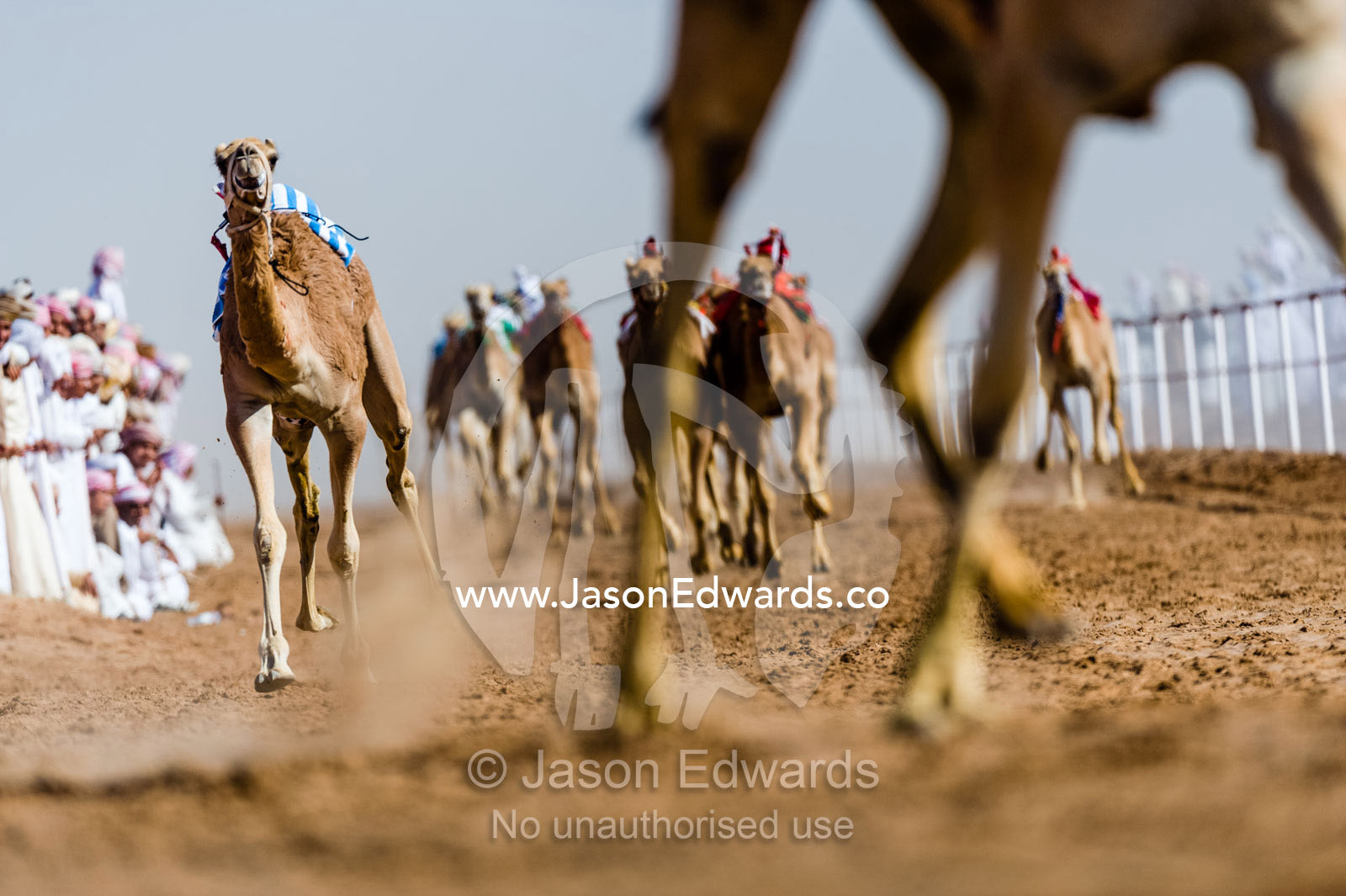 Long-legged racing camels stampede down a sand race track towards the finish line. Bidiya, Sharqiya Region, Sultanate of Oman.
