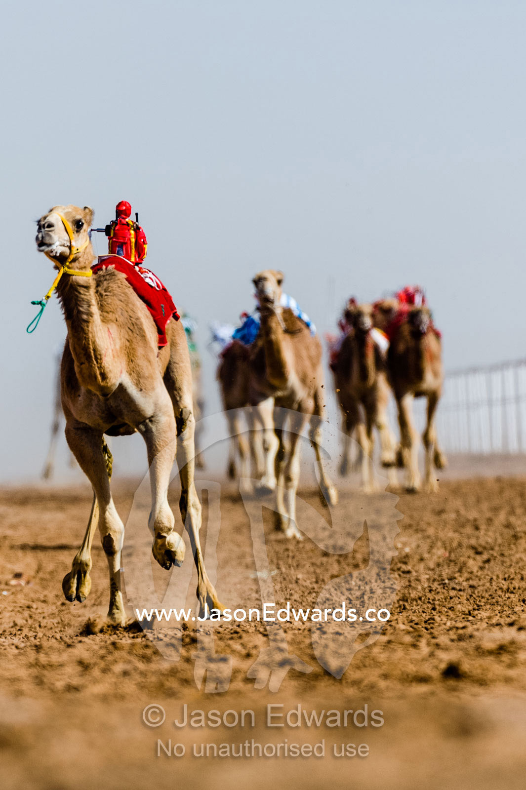 Long-legged racing camels stampede down a sand race track towards the finish line. Bidiya, Sharqiya Region, Sultanate of Oman.