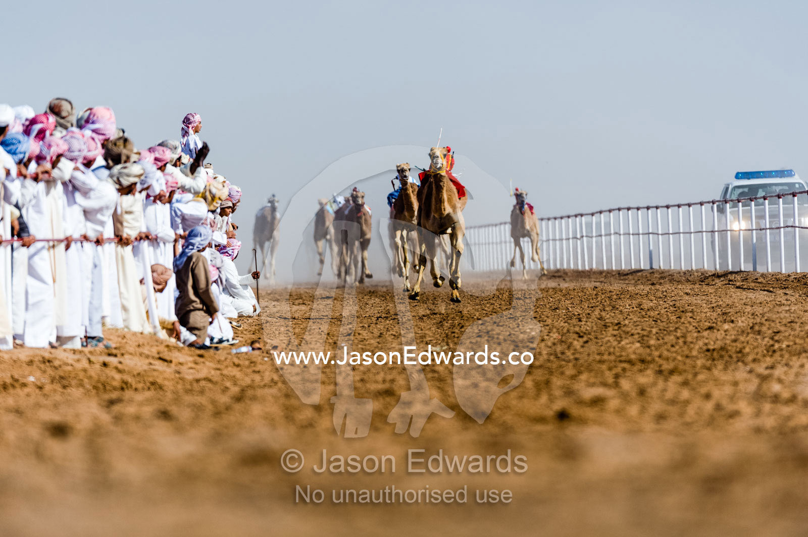 Racing camels stampede down a sand race track past cheering crowds towards the finish line. Bidiya, Sharqiya Region, Sultanate of Oman.