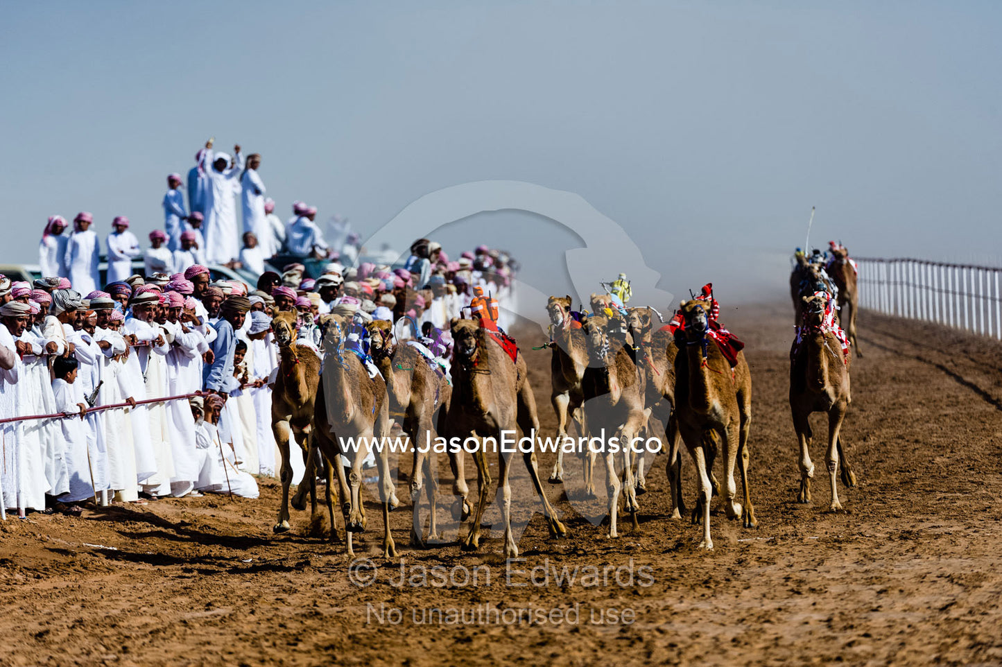 Racing camels stampede down a sand race track past cheering crowds towards the finish line. Bidiya, Sharqiya Region, Sultanate of Oman.