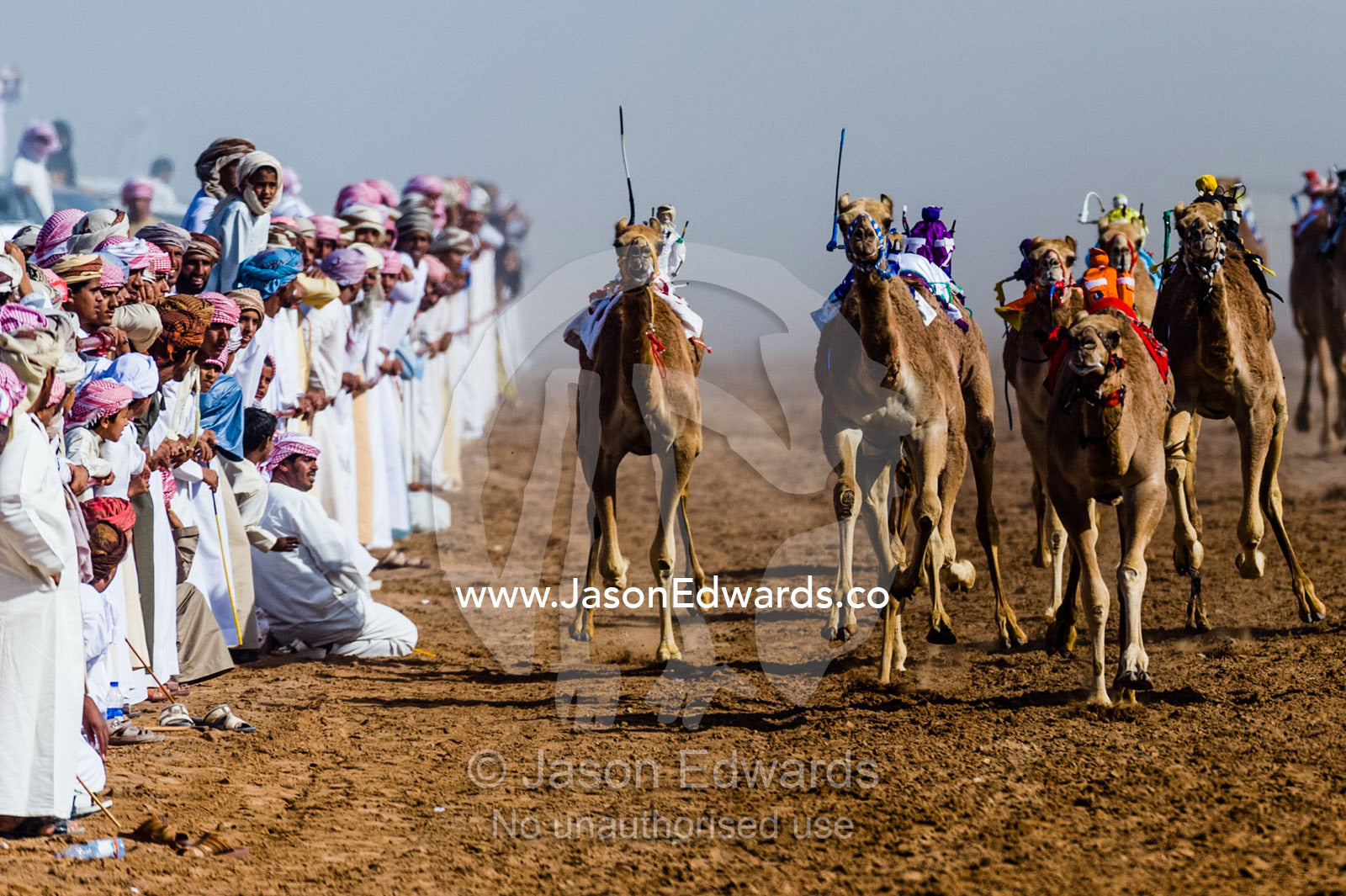 Racing camels stampede down a sand race track past cheering crowds towards the finish line. Bidiya, Sharqiya Region, Sultanate of Oman.