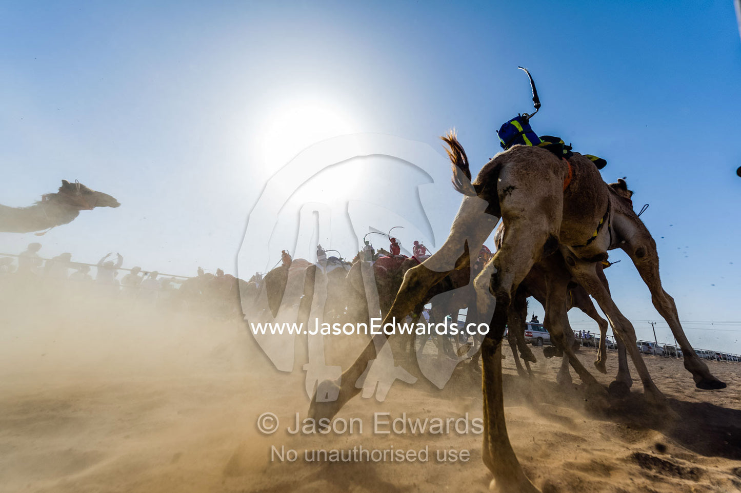 Racing camels launch from the start gate and stampede down a sand race track. Bidiya, Sharqiya Region, Sultanate of Oman.