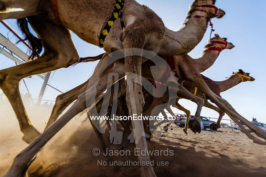 Racing camels launch from the start gate and stampede down a sand race track. Bidiya, Sharqiya Region, Sultanate of Oman.