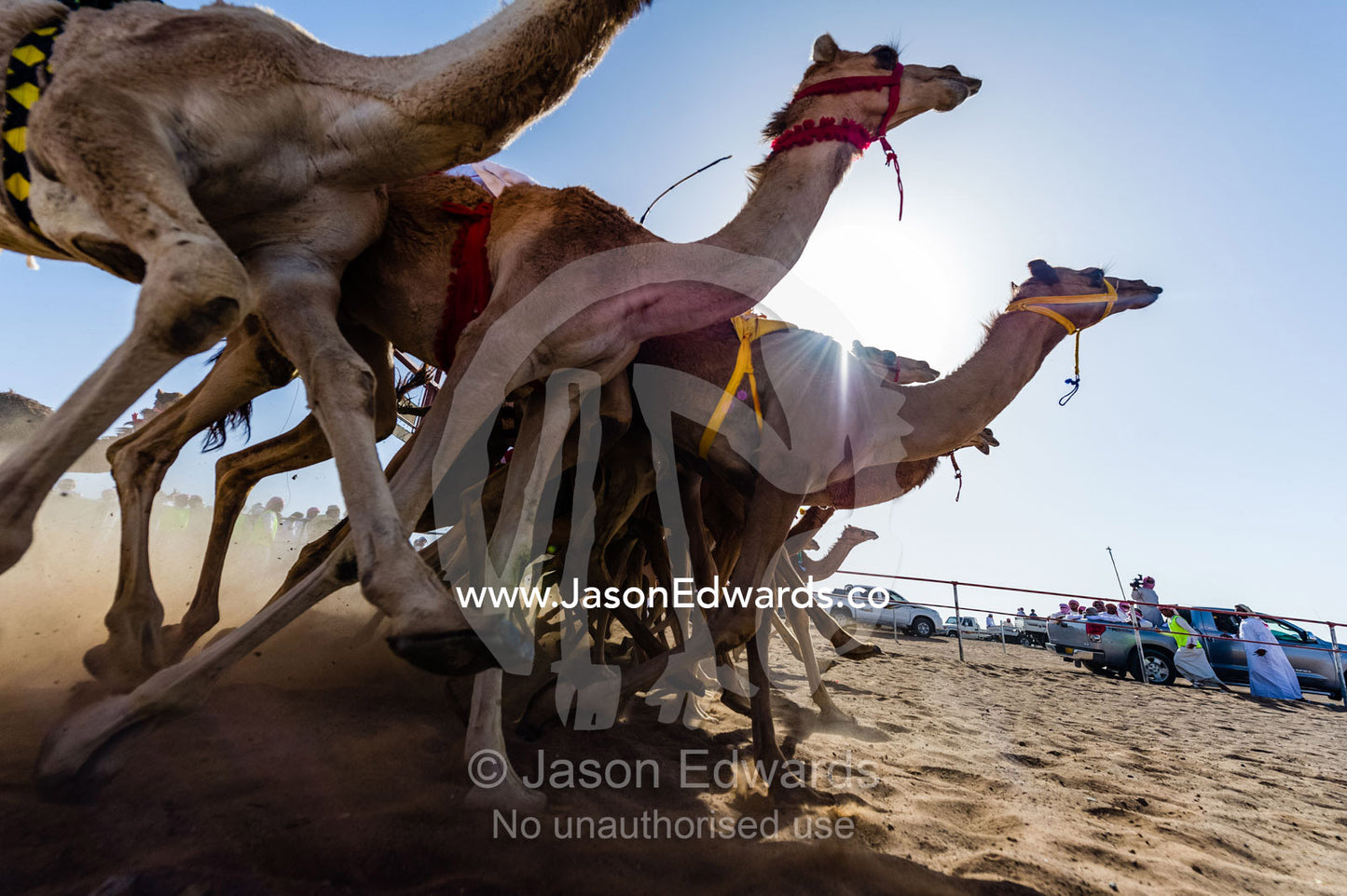 Racing camels launch from the start gate and stampede down a sand race track. Bidiya, Sharqiya Region, Sultanate of Oman.