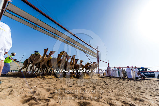 Racing camels launch from the start gate and stampede down a sand race track. Bidiya, Sharqiya Region, Sultanate of Oman.