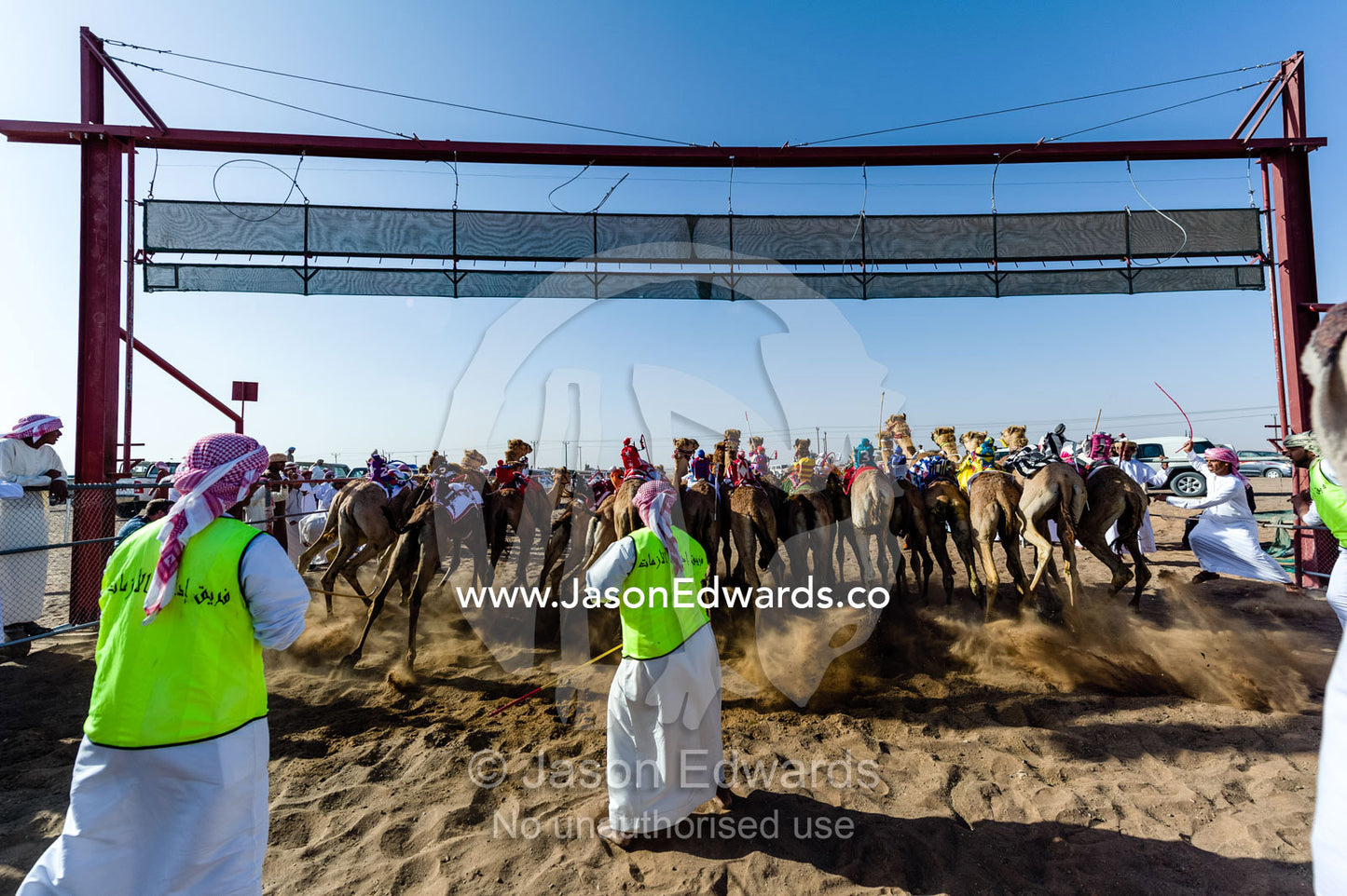 Officials encourage racing camels, launching from the start gate, to stampede down a race track. Bidiya, Sharqiya Region, Sultanate of Oman.