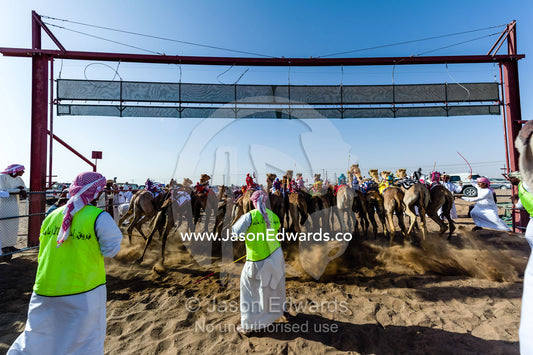 Officials encourage racing camels, launching from the start gate, to stampede down a race track. Bidiya, Sharqiya Region, Sultanate of Oman.
