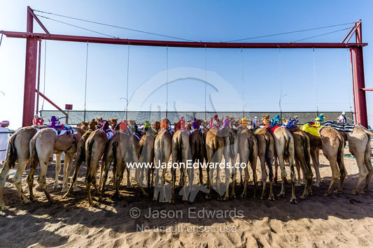 Racing camels wait at the start gate before stampeding down a sand race track. Bidiya, Sharqiya Region, Sultanate of Oman.