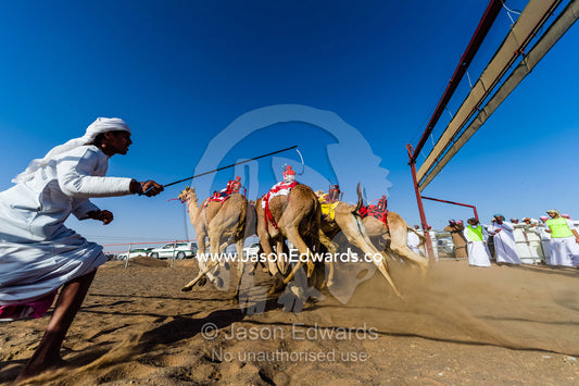 Racing camels launch from the start gate chased by a handler waving his cane. Bidiya, Sharqiya Region, Sultanate of Oman.